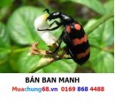 Ban Manh