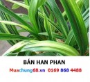 Han Phan
