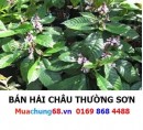 Hải Châu Thường Sơn