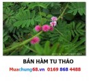 Hàm Tu Thảo