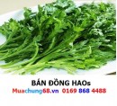 Đồng Hao