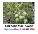 Đồng Thụ Lokong